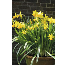 Narcisser i en blomkruka framför en tegelvägg