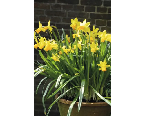 Narcisser i en blomkruka framför en tegelvägg