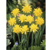 Gula påsklilje blommor i en trädgårdsbädd.
