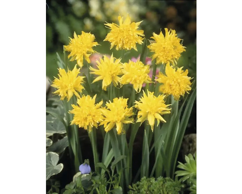 Gula påsklilje blommor i en trädgårdsbädd.