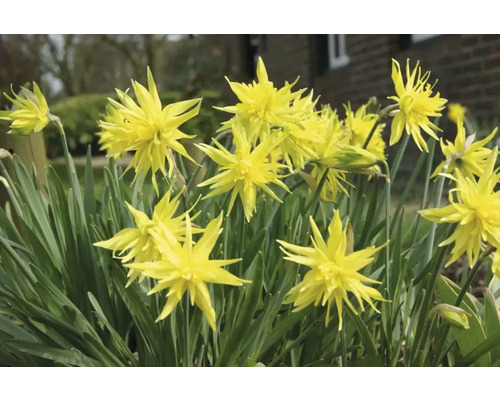 Gula påskliljor i trädgårdsrabatten