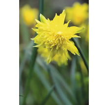 Gul fylld narcissblomma i fokus.
