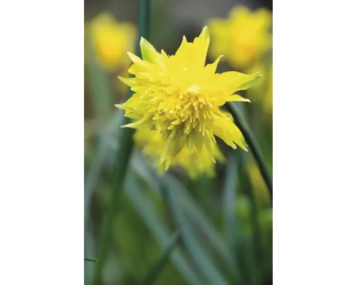 Gul fylld narcissblomma i fokus.