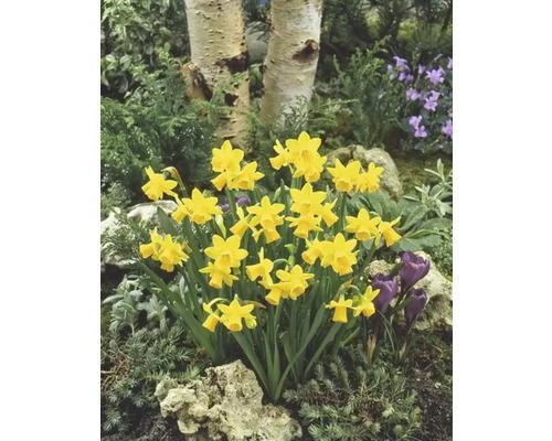 Gula påskliljor i en rabatt med björkstammar