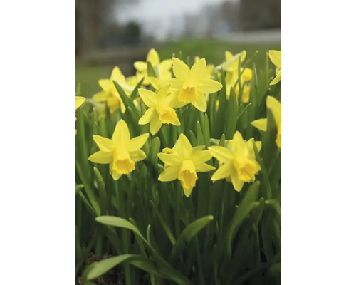 Påskliljor i en trädgårdsbädd