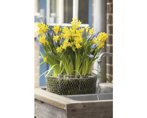 Gula påskliljor och blå pärlhyacinter i en trådkorg på ett handfat