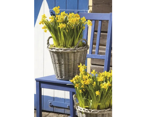 Gula påskliljor i korgar av vide på en blå stol