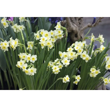 Narcisser med gröna blad