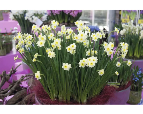 Narcisser i en planteringslåda