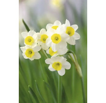 Narcissblommor i trädgården