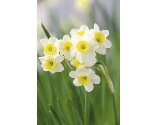 Narcissblommor i trädgården