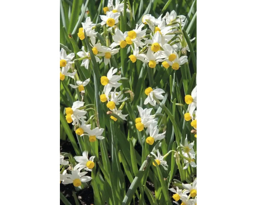 Närbild av tazettnarcisser i en trädgårdsbädd