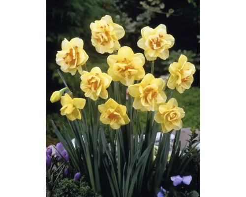 Gula fyllda narcisser i trädgårdsrabatten