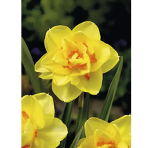 Gul narcissenblomma i detalj