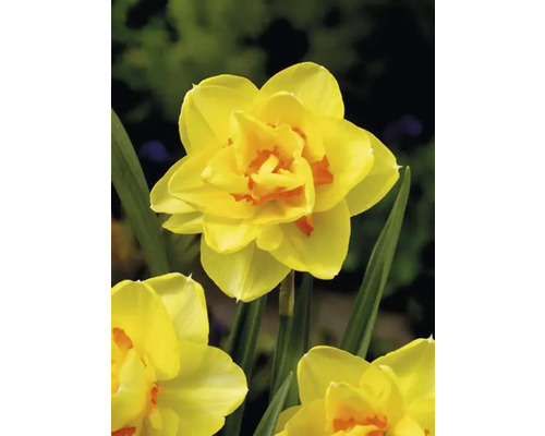 Gul narcissenblomma i detalj