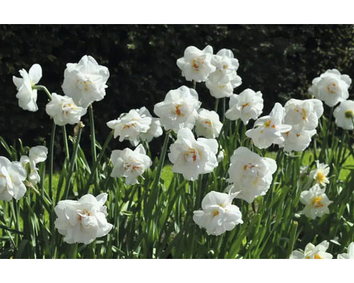Närbild av vita narcisser i en trädgårdsrabatt