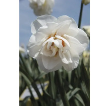 Närbild av en fylld narcissblomma
