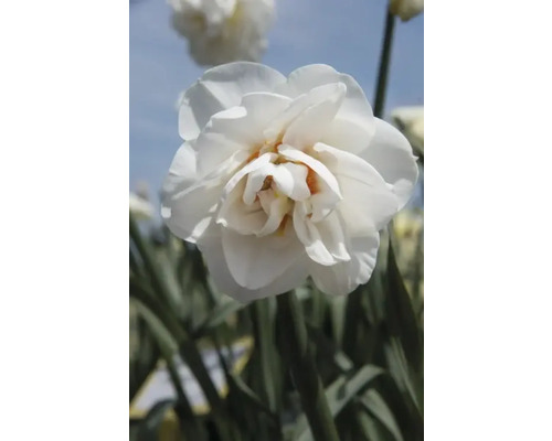 Närbild av en fylld narcissblomma