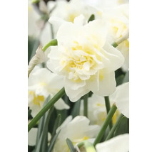 Närbild av en vit fylld narcissblomma