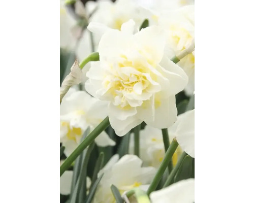 Närbild av en vit fylld narcissblomma