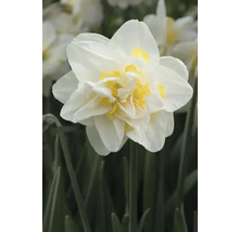 Fylld narcissblomma med vita kronblad och gul mitt