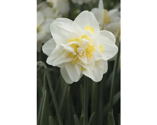 Fylld narcissblomma med vita kronblad och gul mitt