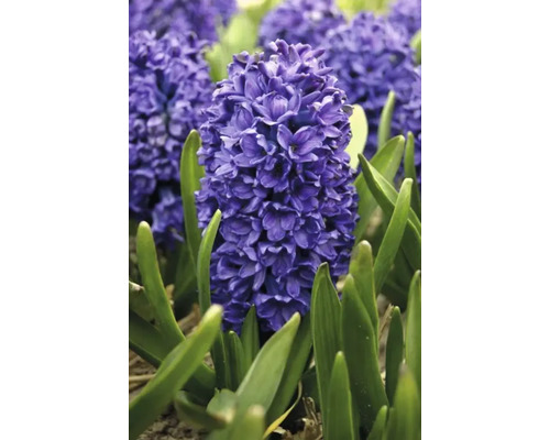 Närbild av en hyacint i en trädgårdsbädd