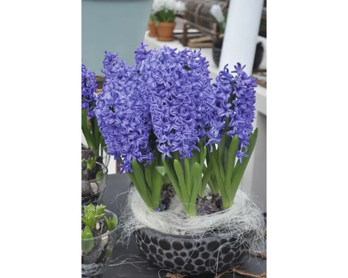 Hyacinter i dekorativ kruka