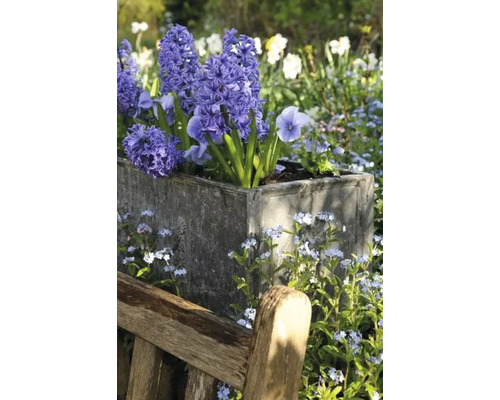 Hyacinter i en planteringslåda bredvid en träbänk i trädgården.