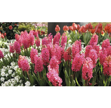 Blomsterrabatt med hyacinter och tulpaner