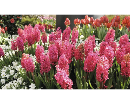 Blomsterrabatt med hyacinter och tulpaner