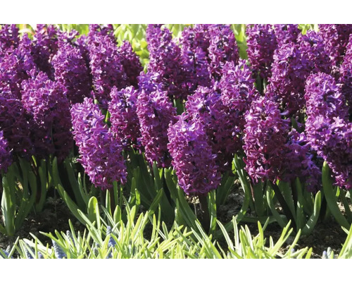 Närbild av lila hyacinter i en rabatt.