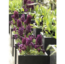 Rad med fyrkantiga planteringskärl med hyacinter och andra vårblommor