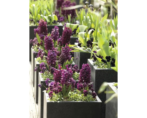 Rad med fyrkantiga planteringskärl med hyacinter och andra vårblommor