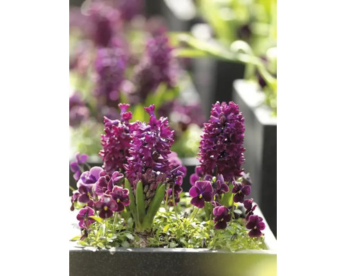 Närbild av hyacinter och violer i en blomlåda.