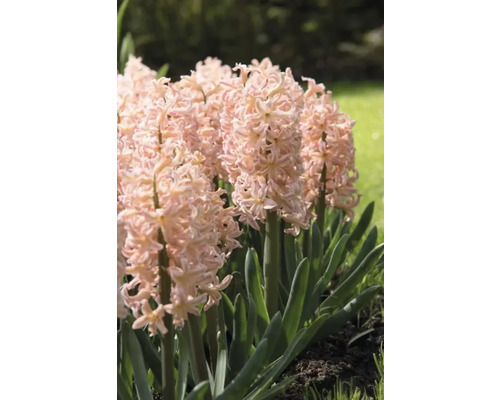 Hyacinter med rosa blommor i en trädgårdsrabatt