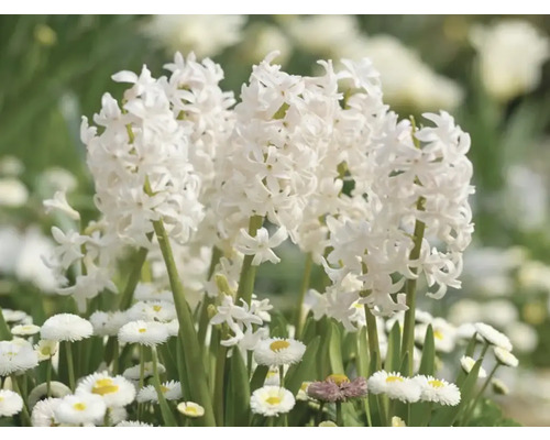 Vita hyacinter och prästkragar i en rabatt