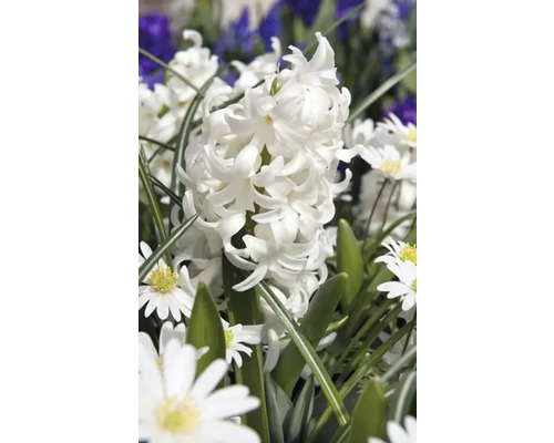 Närbild av en vit hyacint i trädgården