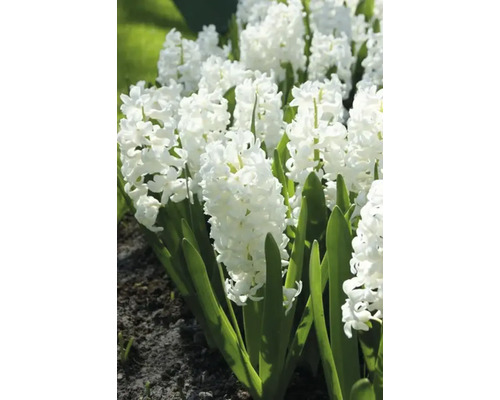 Vita hyacinter i rabatten