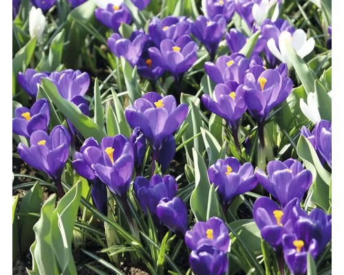 Närbild av krokusar i en trädgårdsbädd