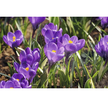 Närbild av blommande krokusar i trädgården