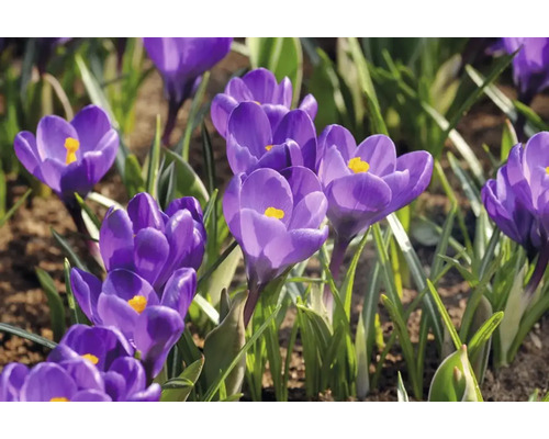 Närbild av blommande krokusar i trädgården