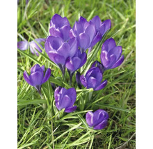 Blommande krokusar i gräset