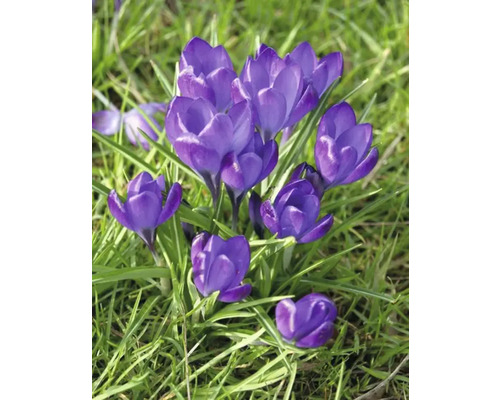 Blommande krokusar i gräset