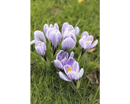 Närbild av krokusar i gräset