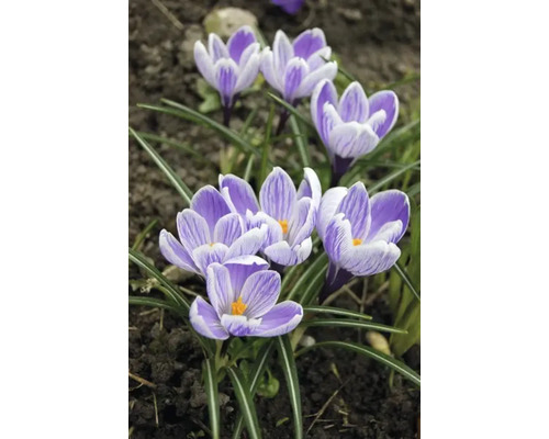 Närbild av krokusar i en rabatt.