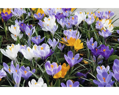 Blommande krokusar i trädgårdsrabatten