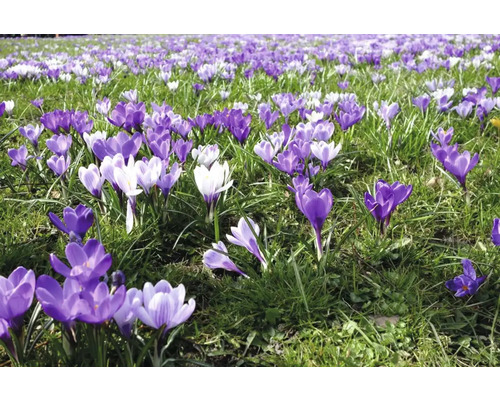 Fält med krokusar