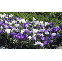 Blomsterrabatt med krokusar