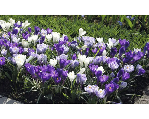 Blomsterrabatt med krokusar